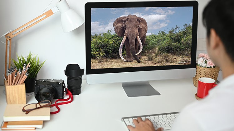 Photoshop for wildlife and nature photographers By Prashant Gupta