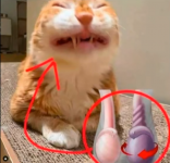 cat.png