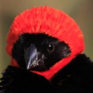 Red Bishop