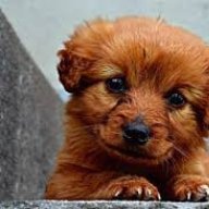 boldpuppy