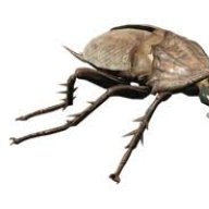 RADROACH