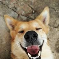 Perro divertido