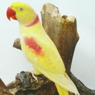 bsuwieheuw