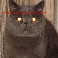 Darkwarior