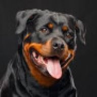 Rottweiler85