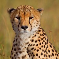 cheetahexpress