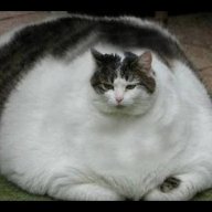 chungussus