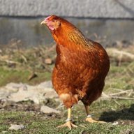 popogesicht