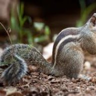 squirrelman2013