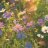 Garden of Eden