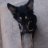 anonymous cat