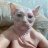 asialacattiva