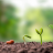 smallseed