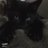Blackcat3453453